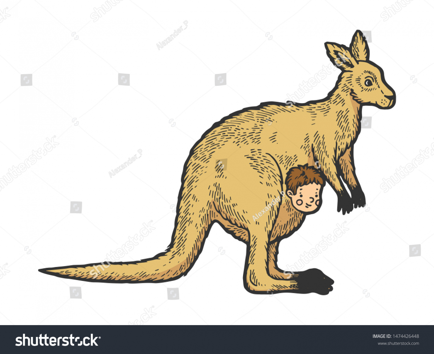 Kangaroo Human Baby Kangaroo Pouch Color Stock Illustration