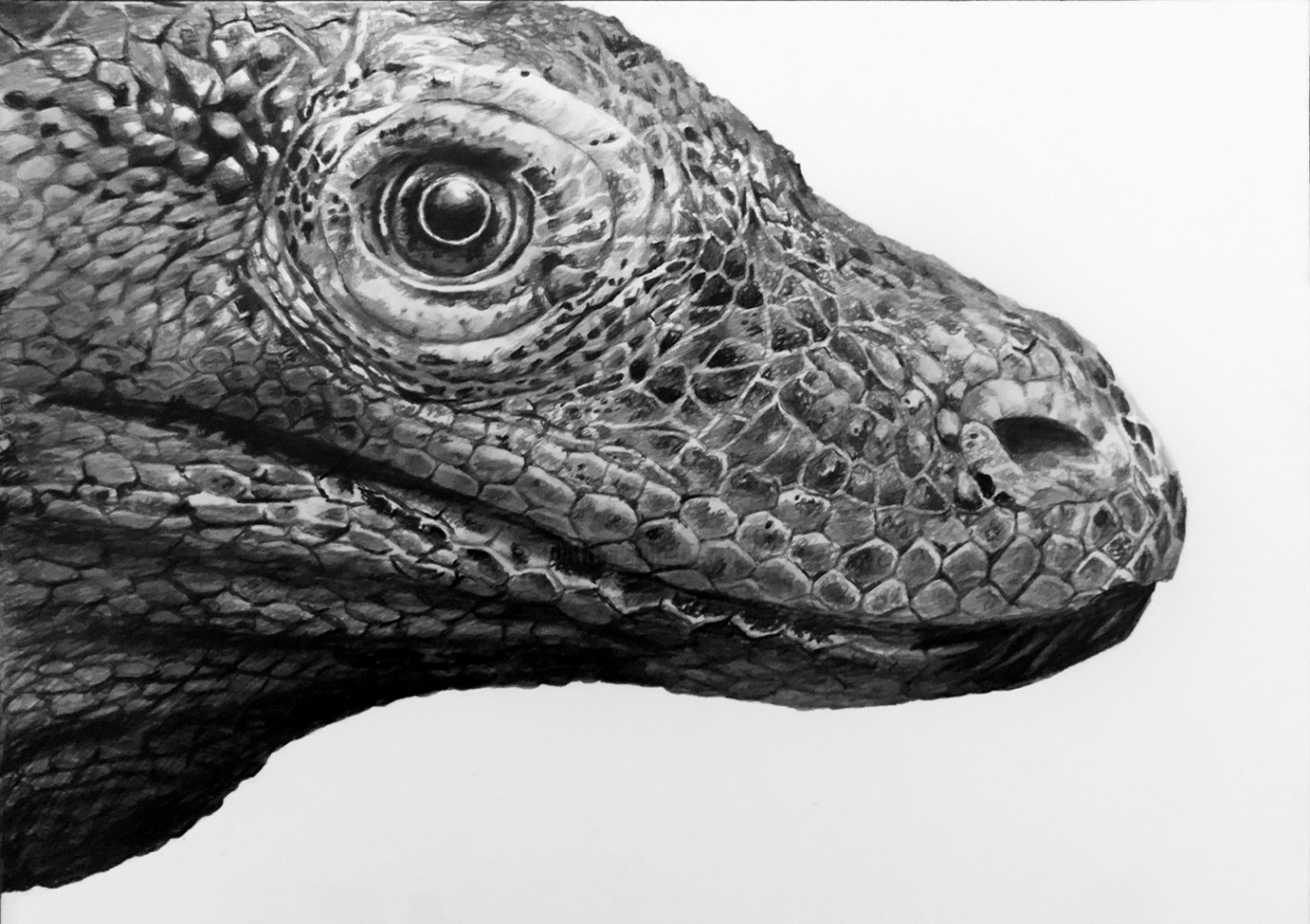 Komodo Dragon - quick pencil scetch