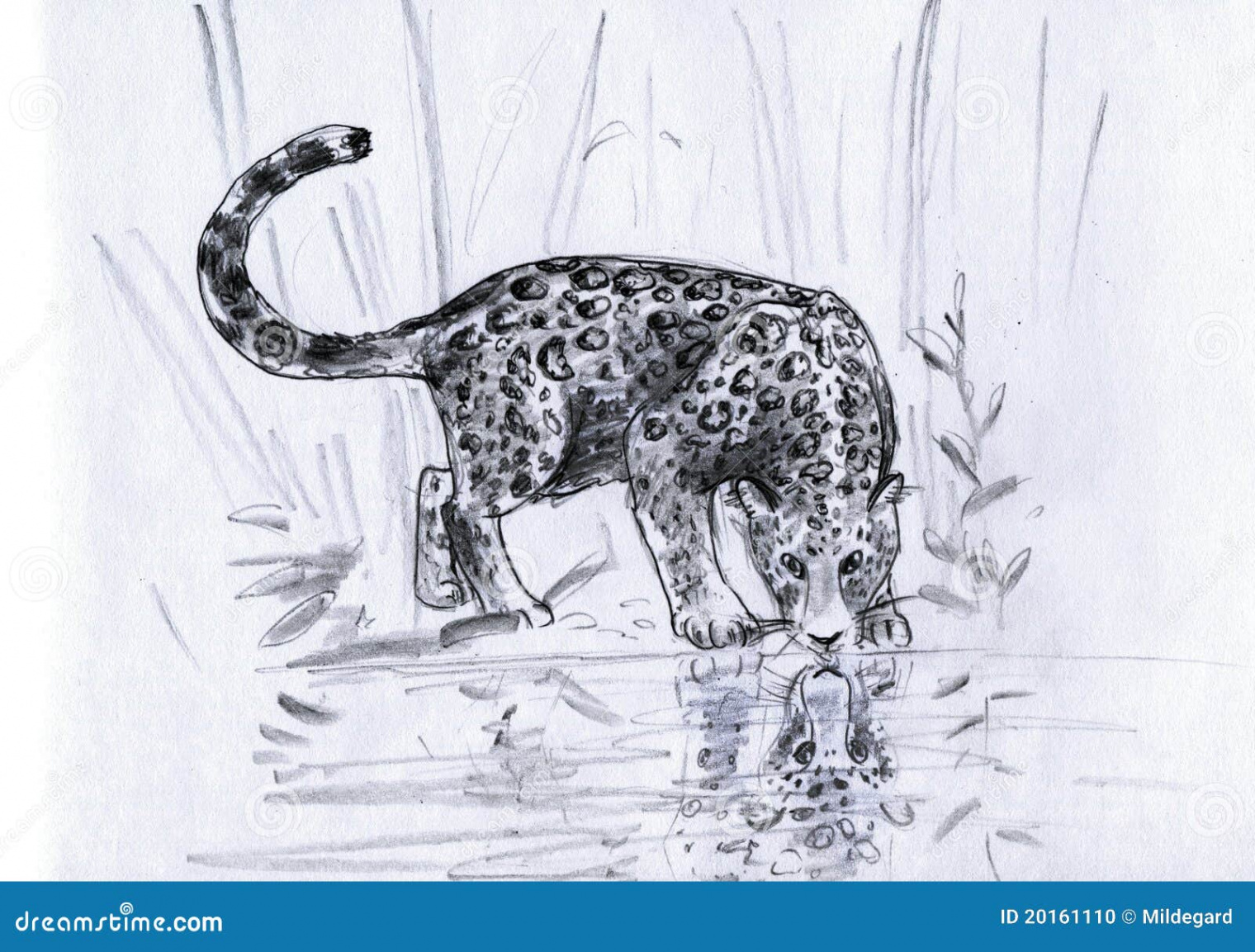 Leopard s reflection stock illustration