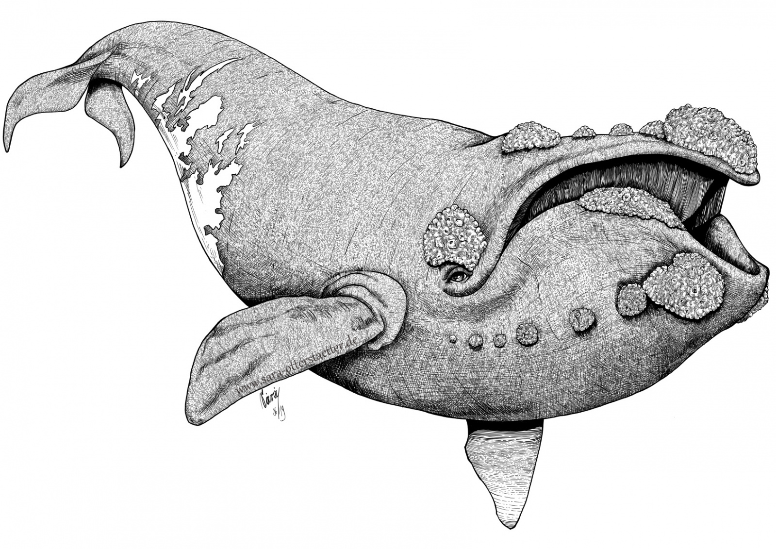 Line illustration of a Northern Right Whale