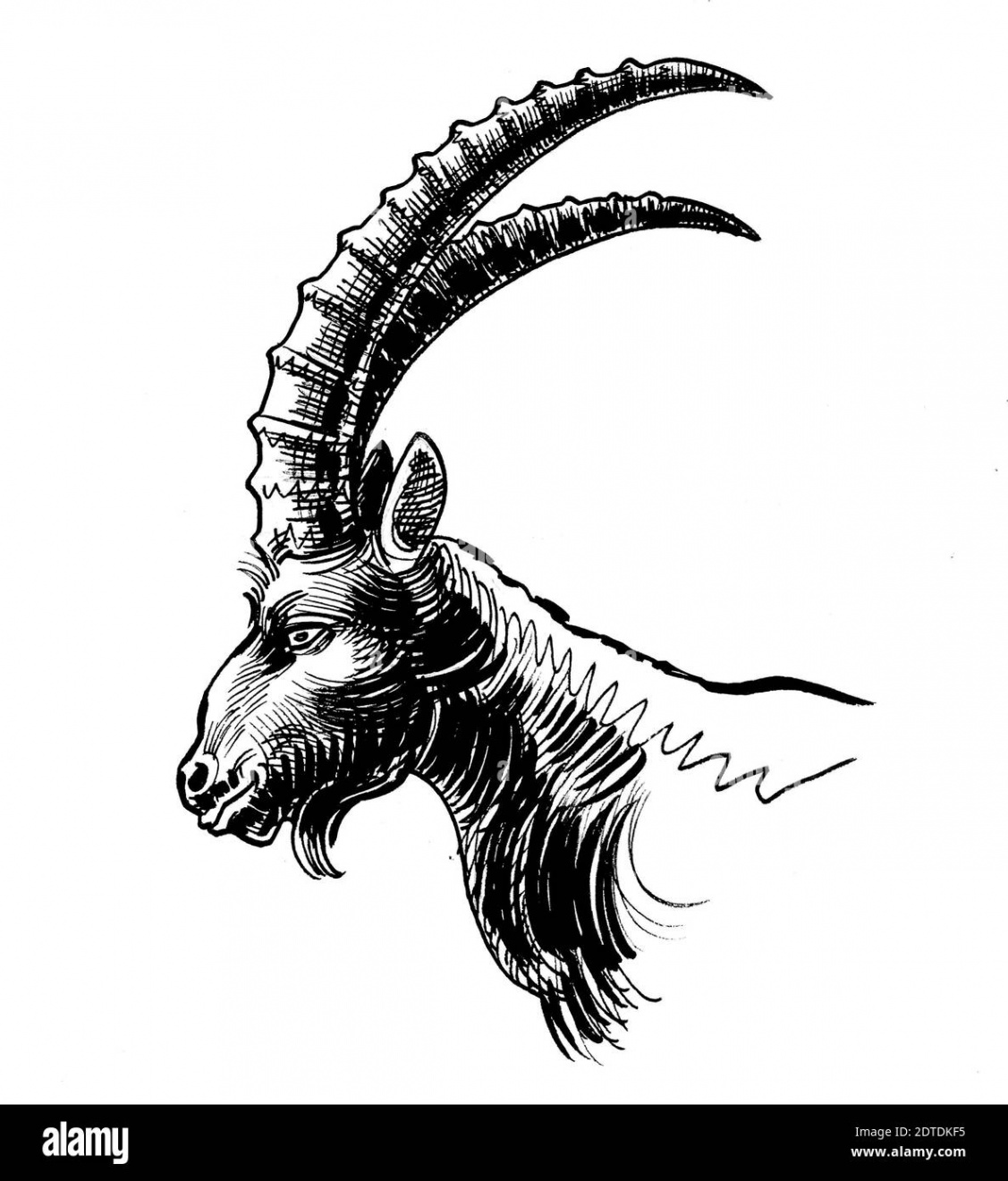 Mountain goat head with long horns