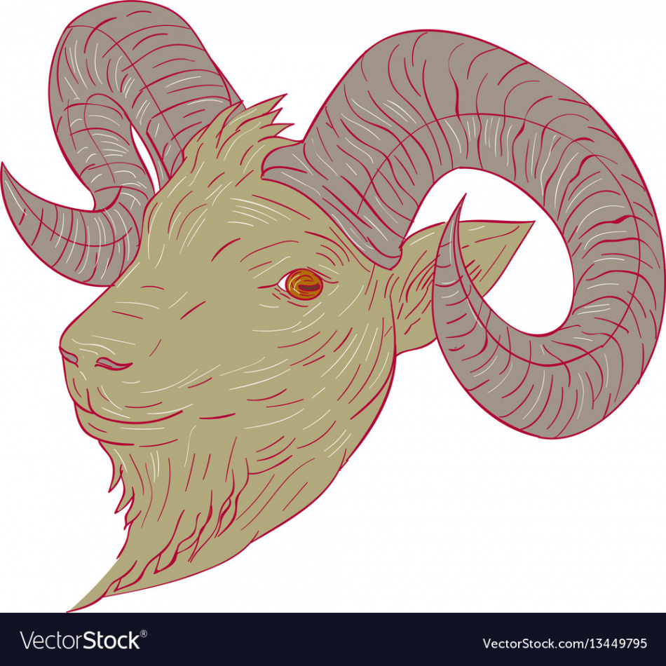 Mountain goat ram head drawing Royalty Free Vector Image