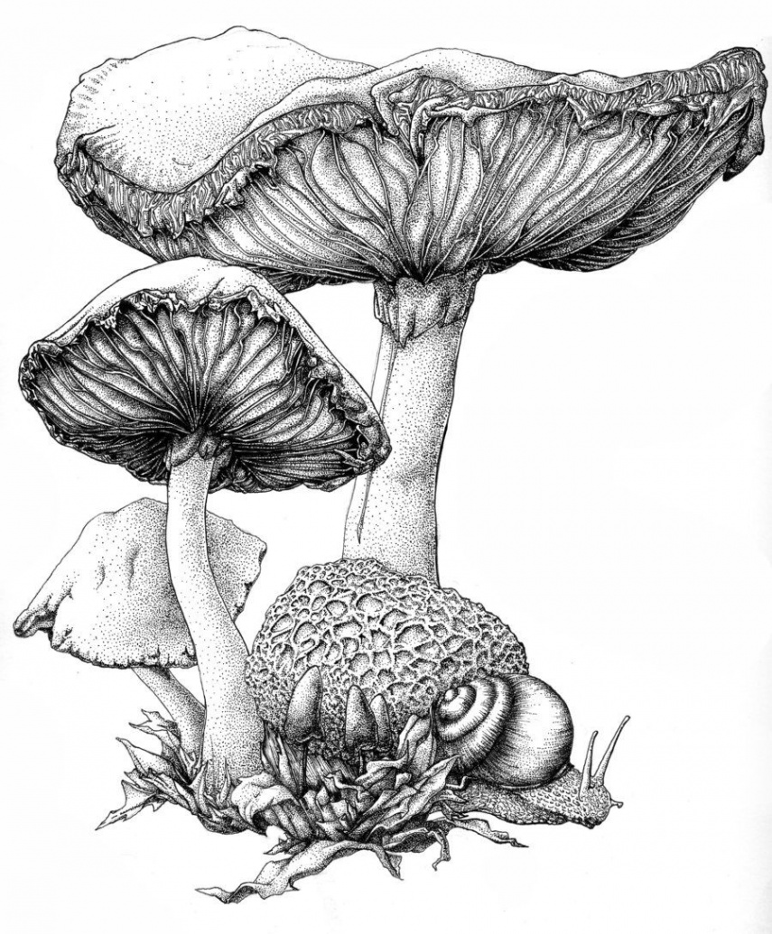 Mushroom Ink  Art drawings, Mushroom drawing, Mushroom art