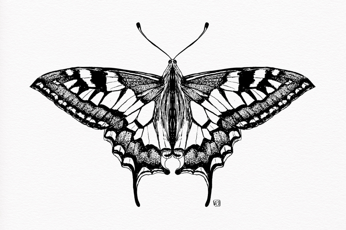 Not so real Butterflies pen-and-ink auf Behance