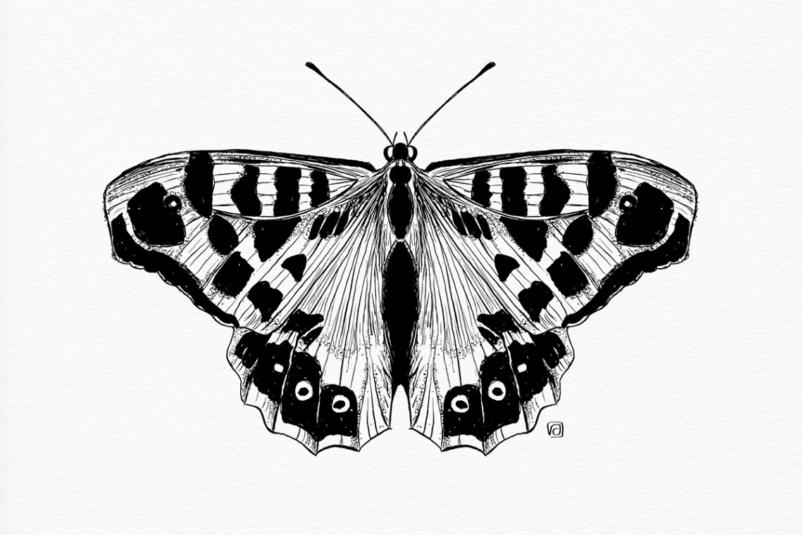 Not so real Butterflies pen-and-ink auf Behance