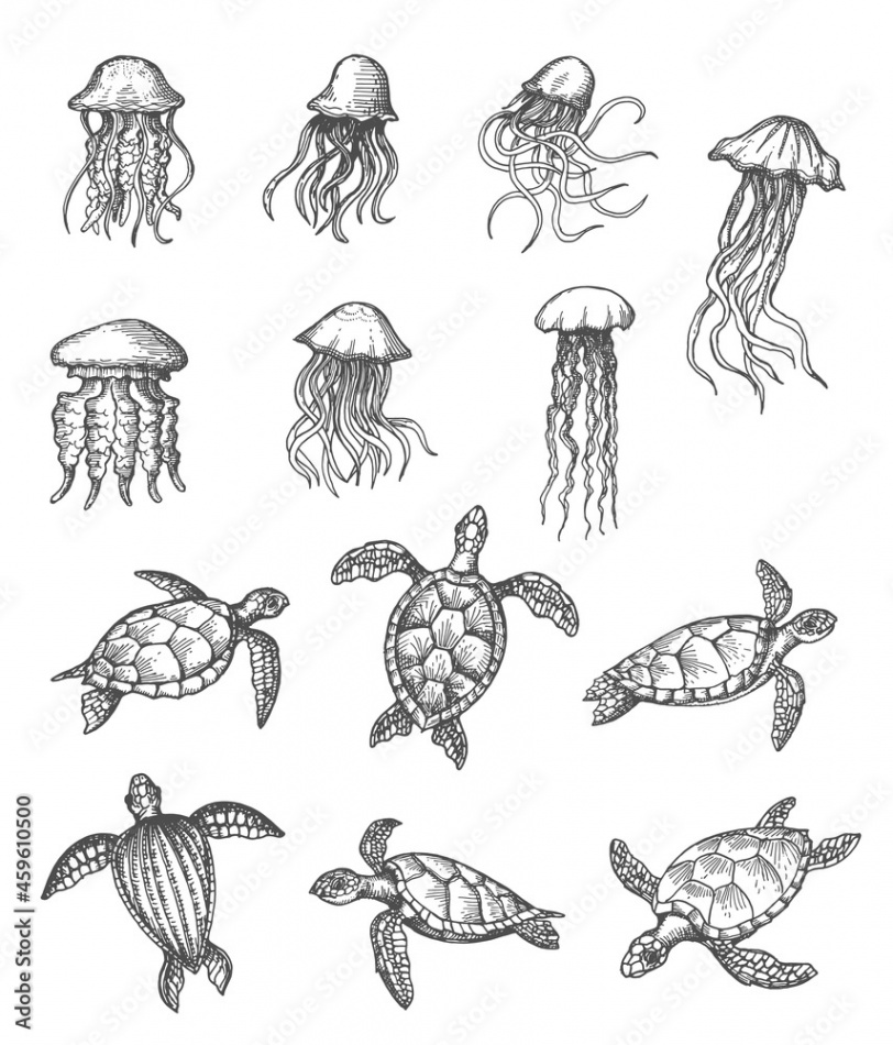 Ocean jellyfish and sea turtles sketch, marine animals vector hand