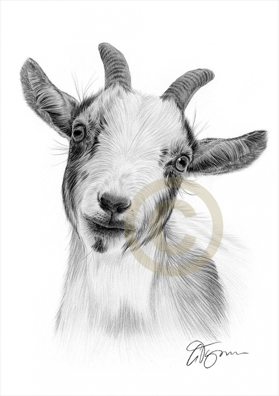 Pygmy Goat Kunstwerk Bleistiftzeichnung Tierkunst Kunstwerk