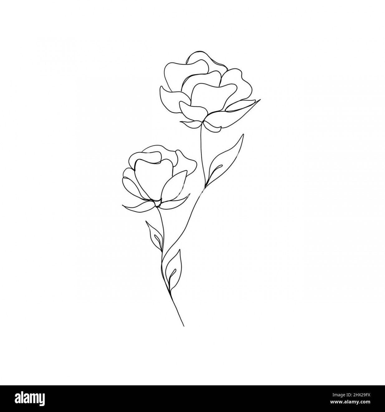 Rose flower continuous line drawing. One line art