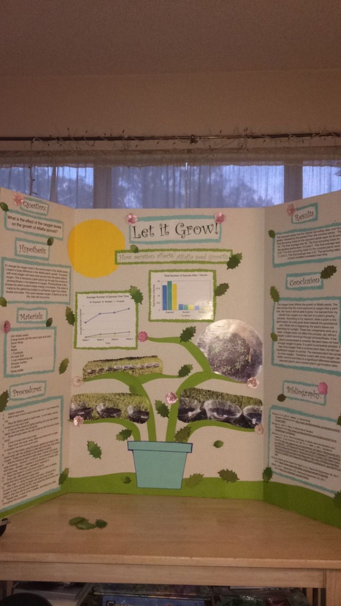 Science Fair Project; sixth grader plants graph board display