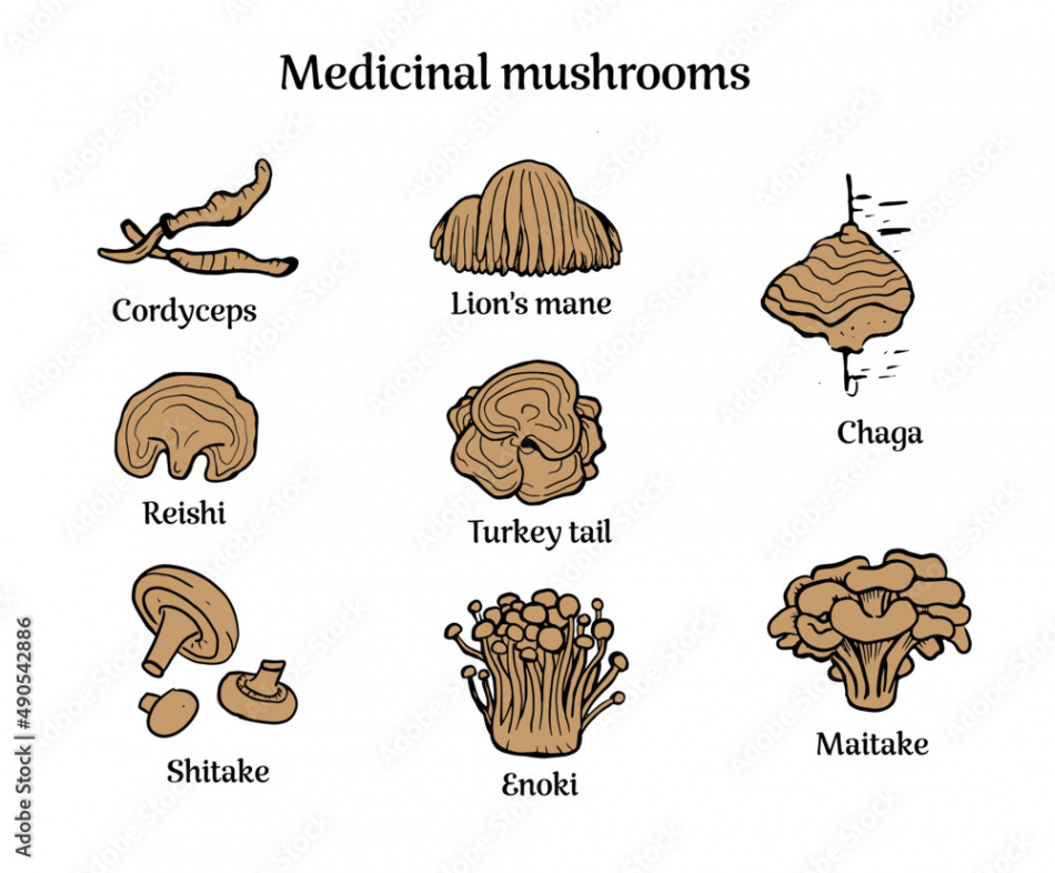 Set of hand drawn medicinal mushrooms with names