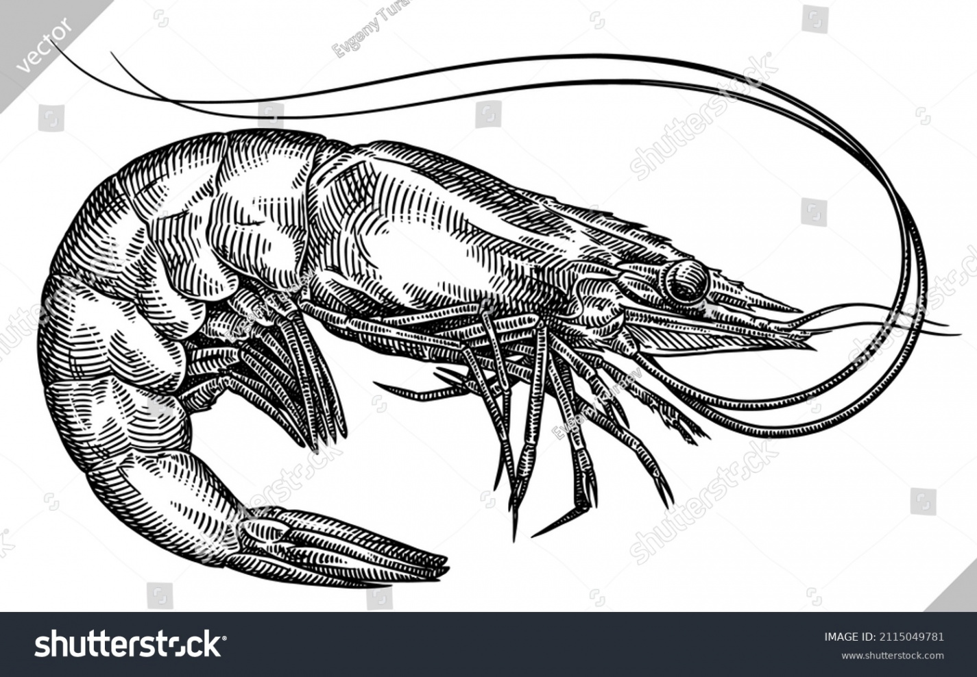 Shrimp Black Background: Over , Royalty-Free Licensable Stock