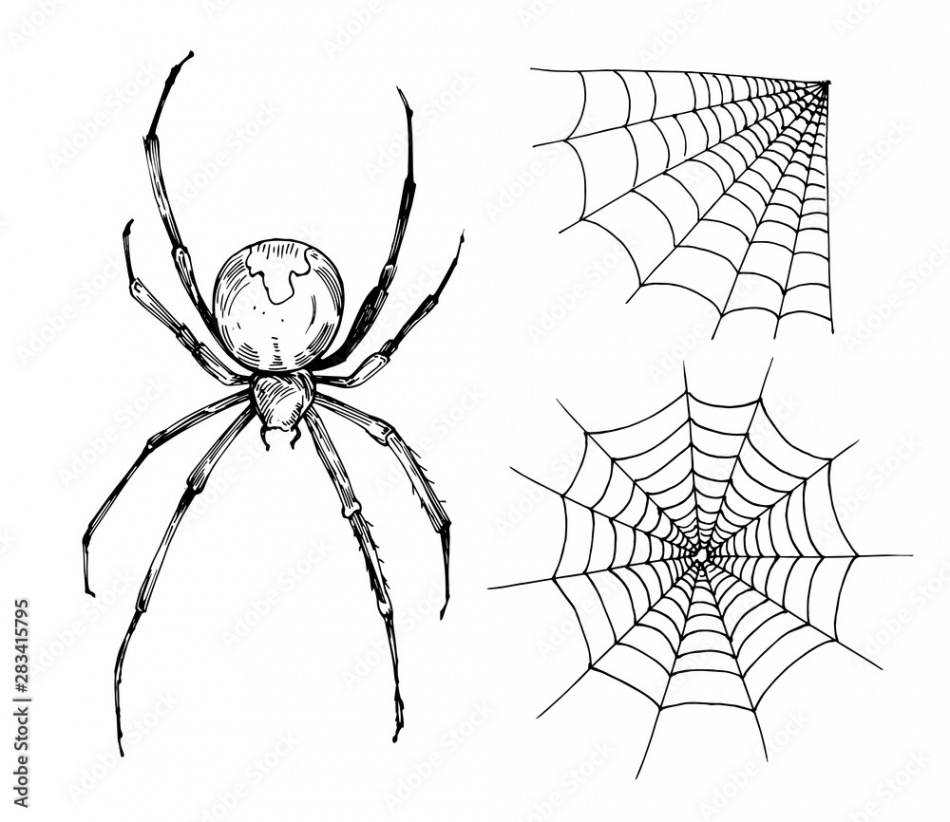 Sketch of spider web