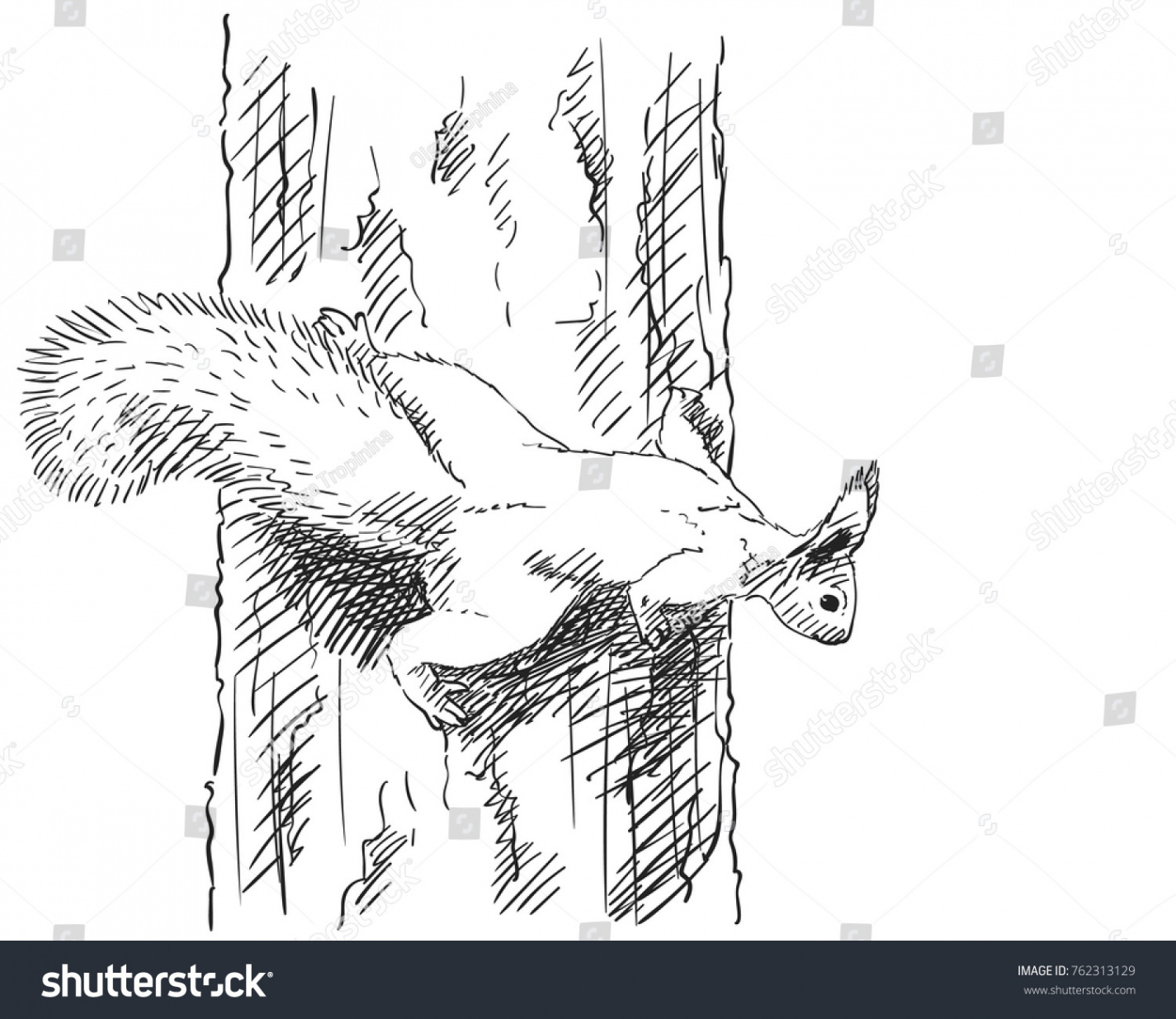 Sketch Squirrel Climbing On Tree Trunk Stock Vector (Royalty Free