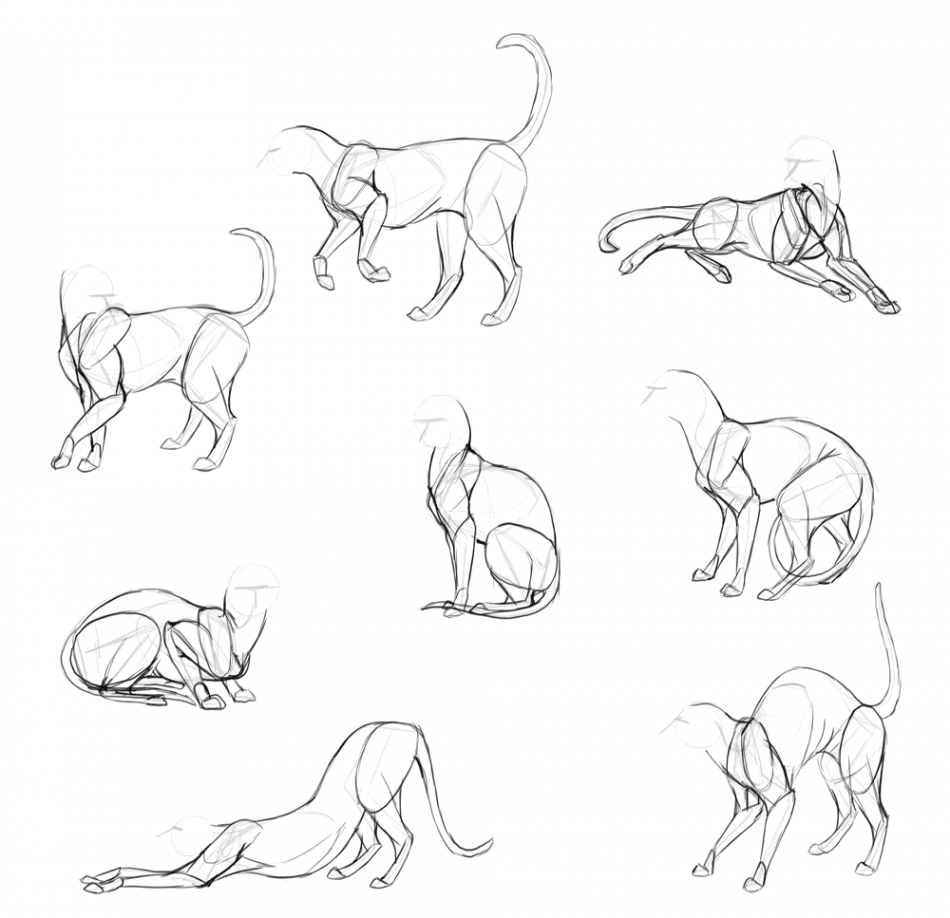 SketchBook Original: How to Draw Cats – Monika Zagrobelna