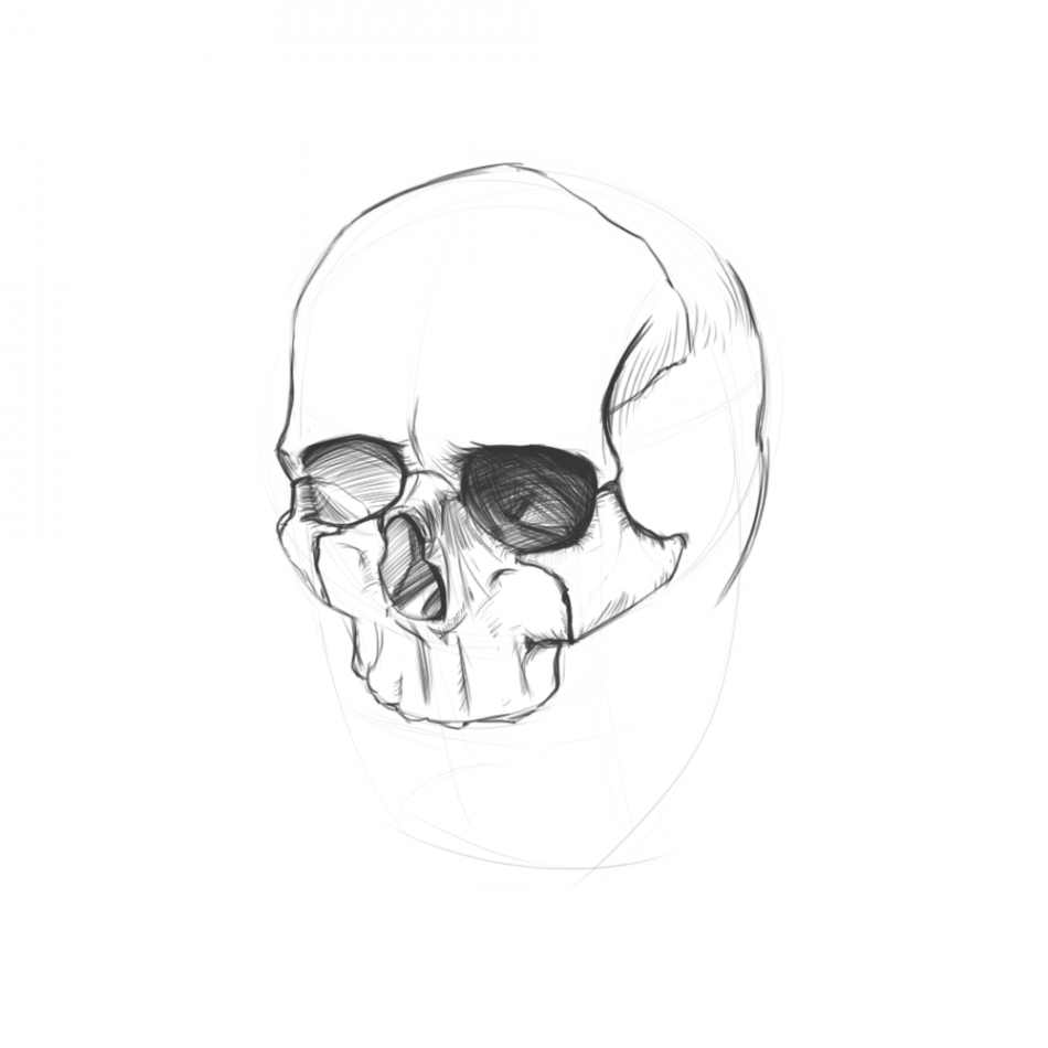 Skull Quick Sketch