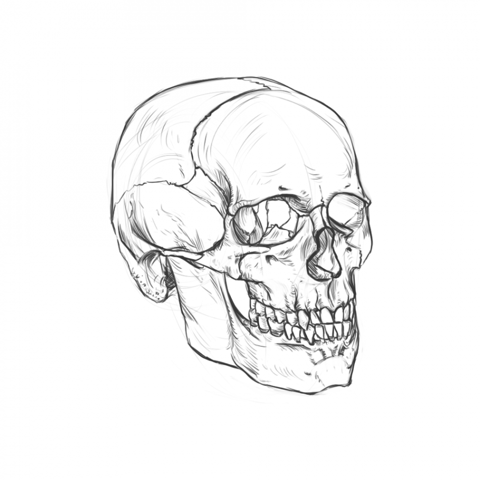 Skull sketch and time-lapse video