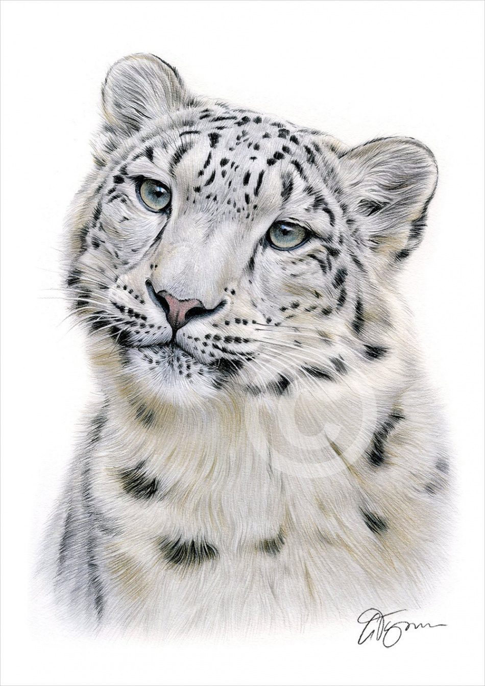 Snow Leopard Color Pencil Drawing Print Big Cat Art Artwork Signed