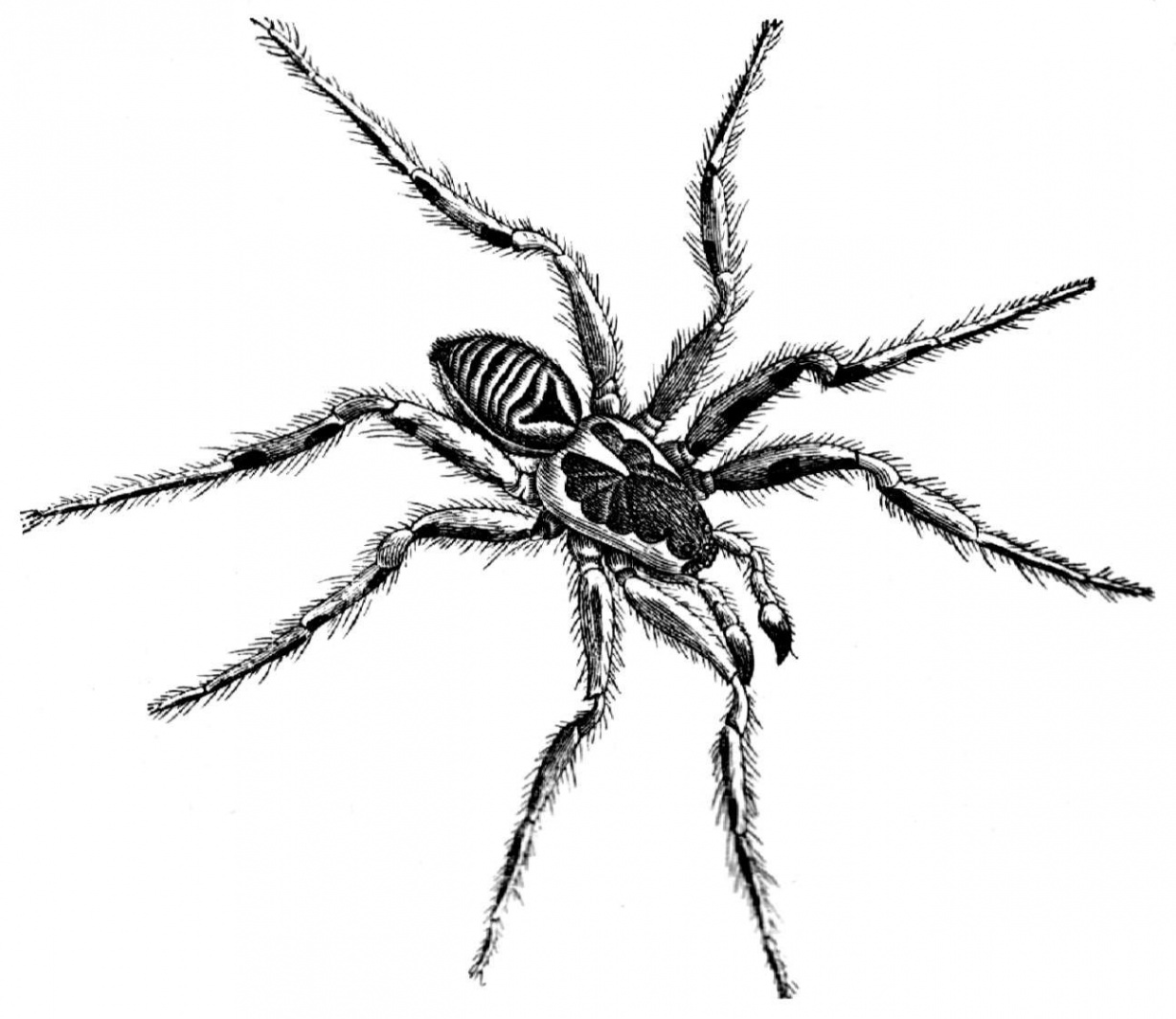 Spiders ideas  spider drawing, spider art, spider