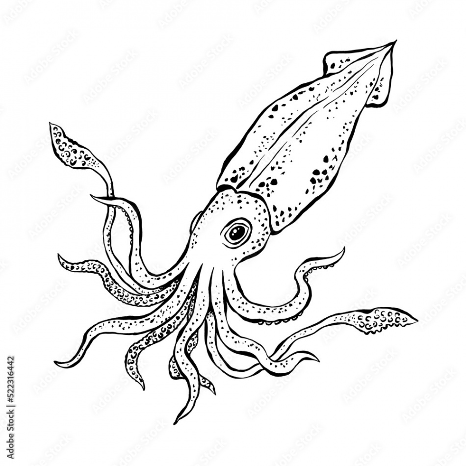 Squid sketch