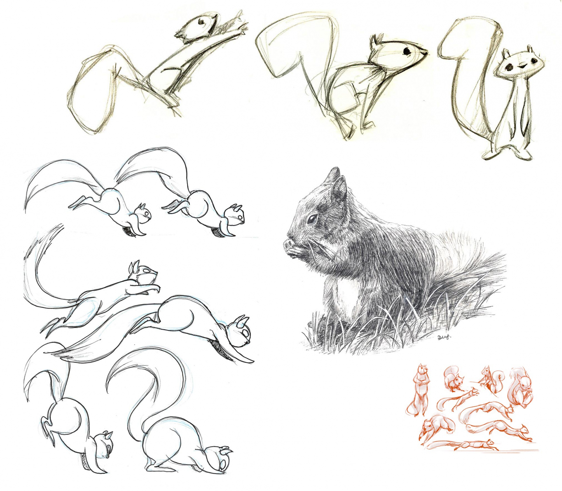 Squirrel Drawing Reference and Sketches for Artists