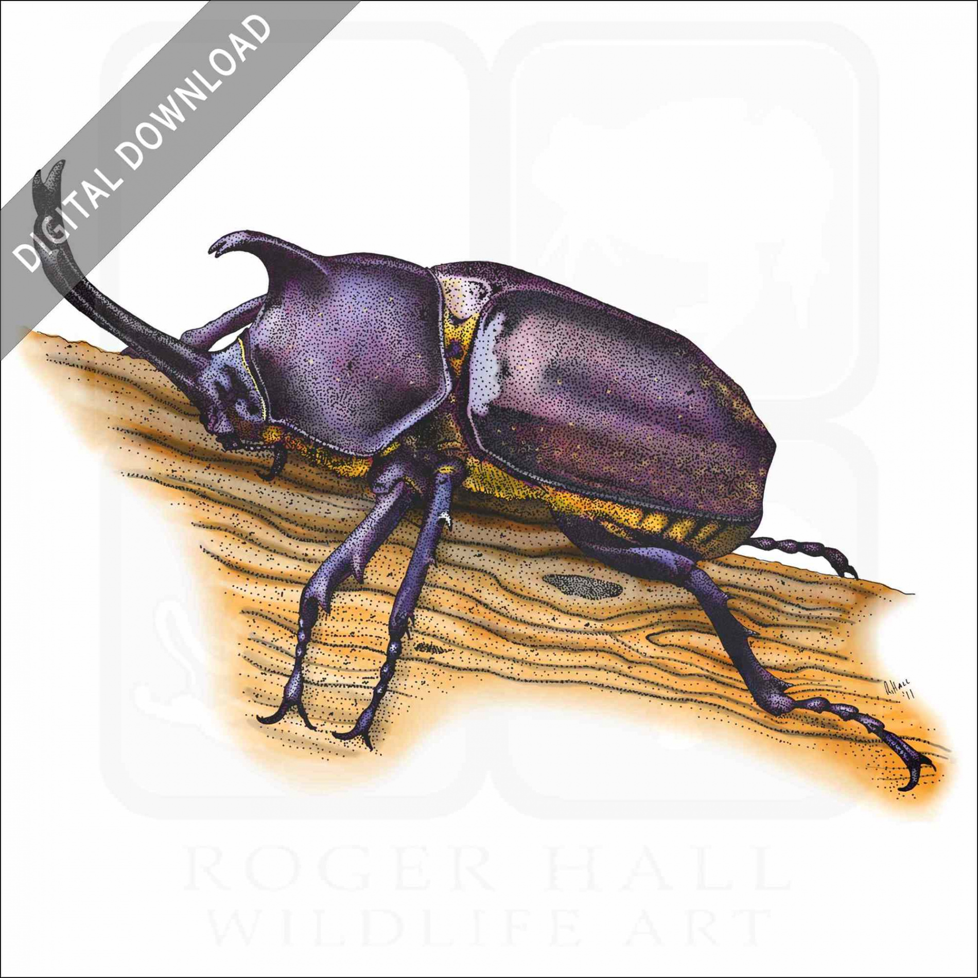 Stock Art Drawing of a Japanese Rhinoceros Beetle