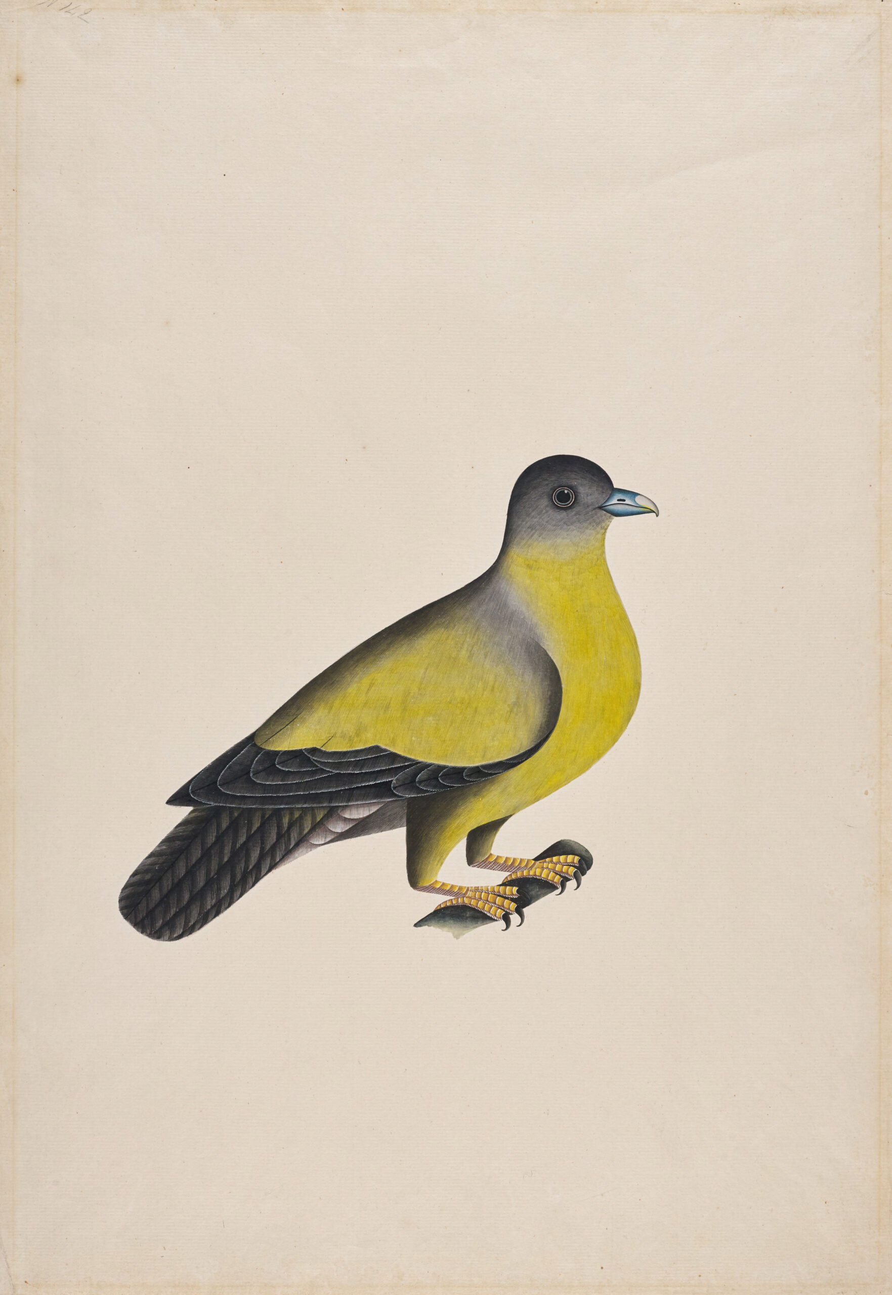 Study of a Yellow-footed Green Pigeon, Illustration from the Rind