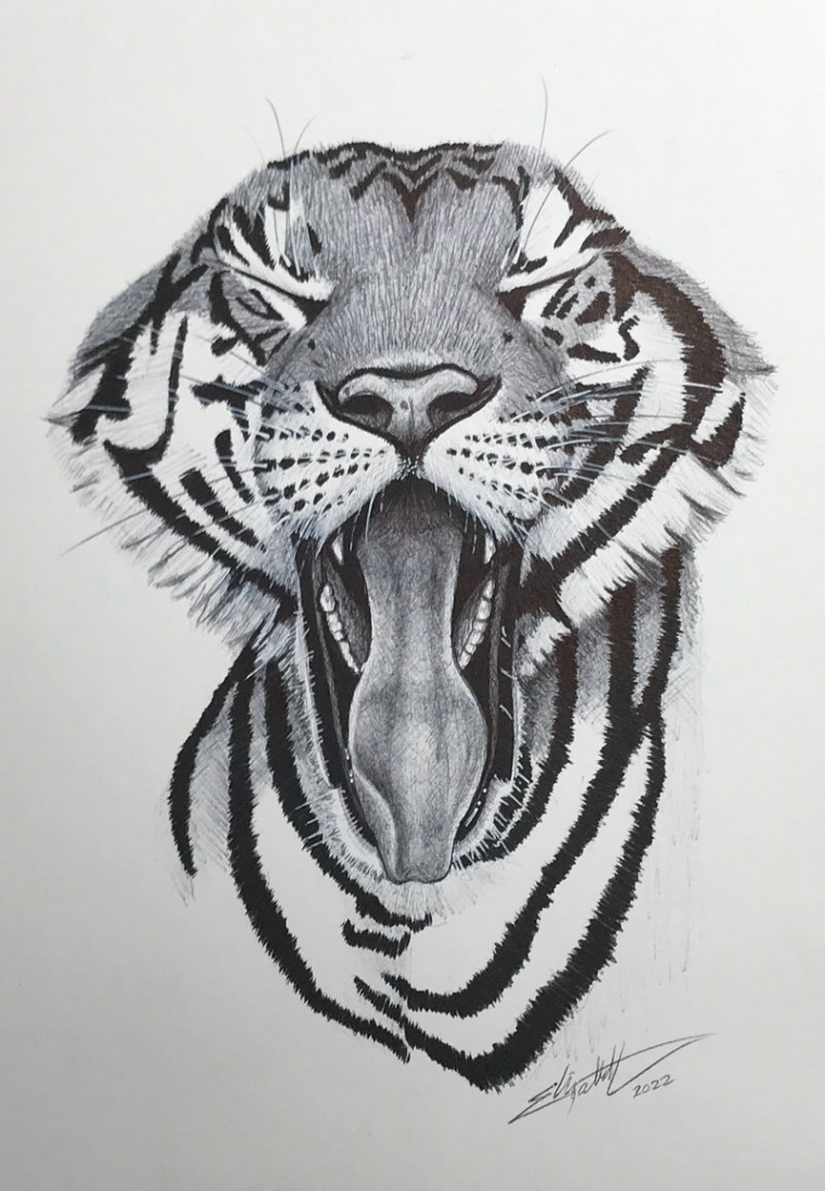 Tiger Yawning drawing by ScribbleSticks on DeviantArt