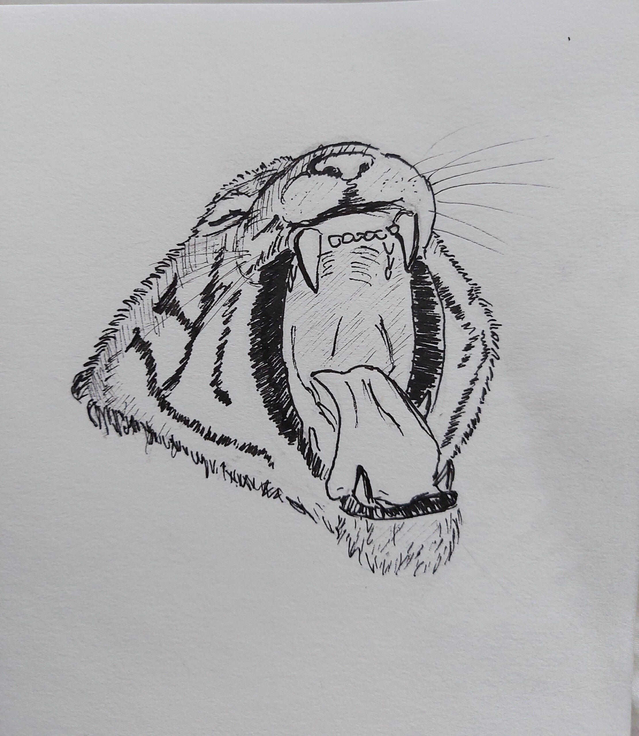 Tiger yawning : r/drawing