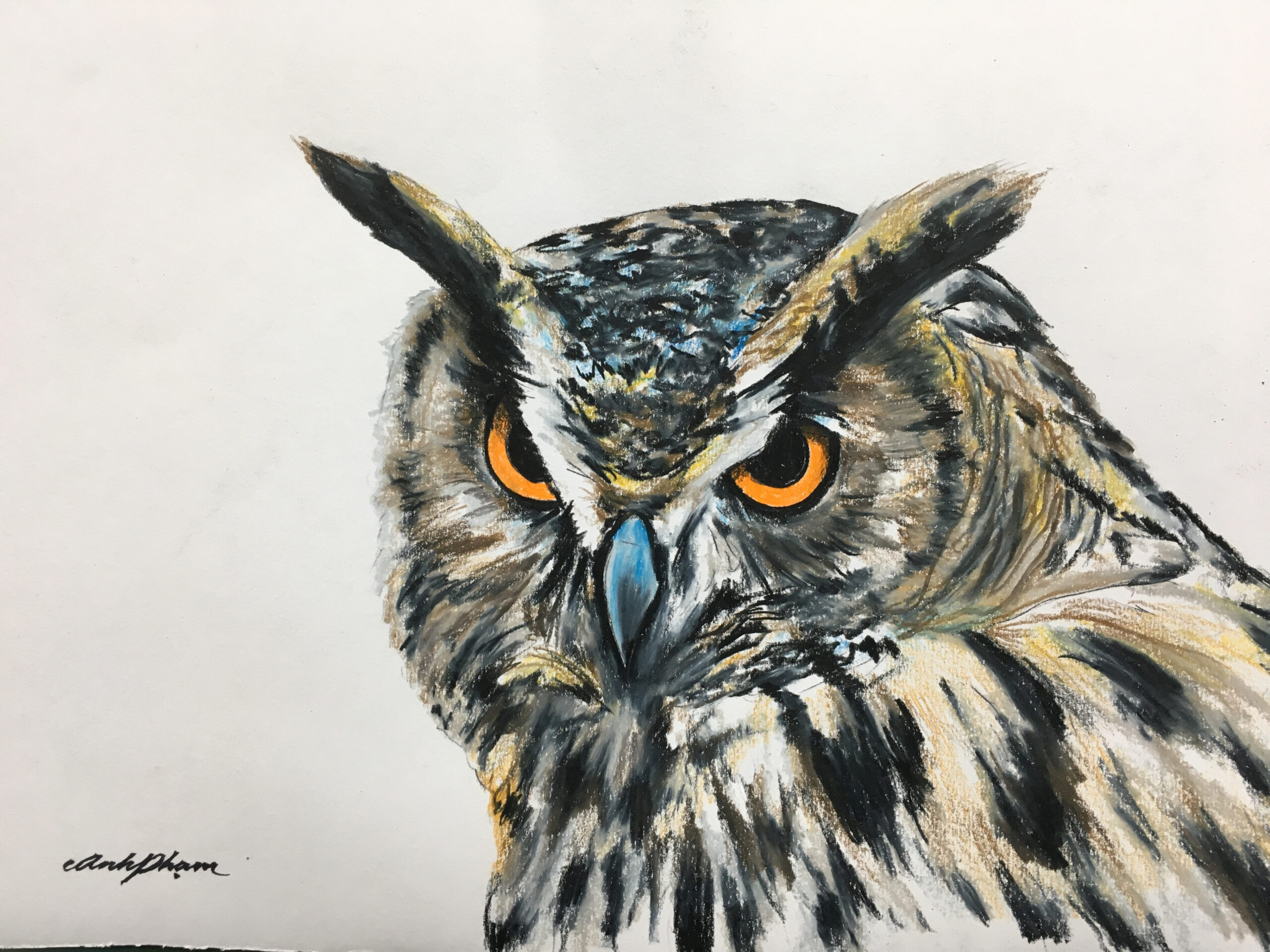 Time Lapse of a Great Horned Owl with Colored Pencils – Painter