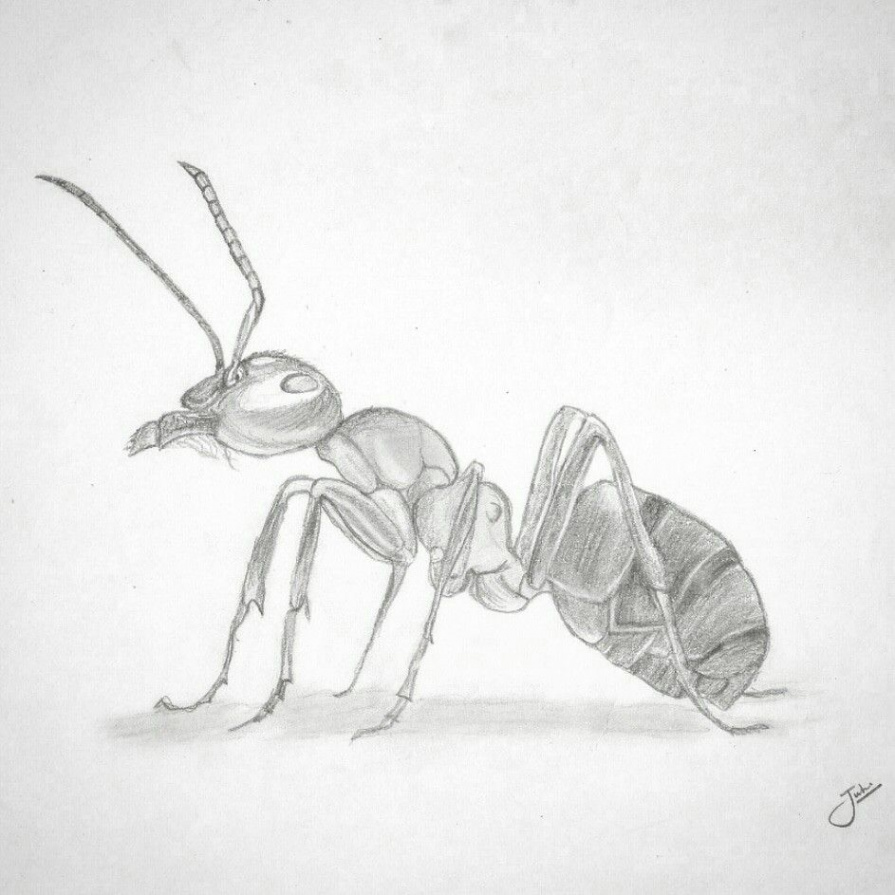 Tiny Ant in a Pencil Sketch