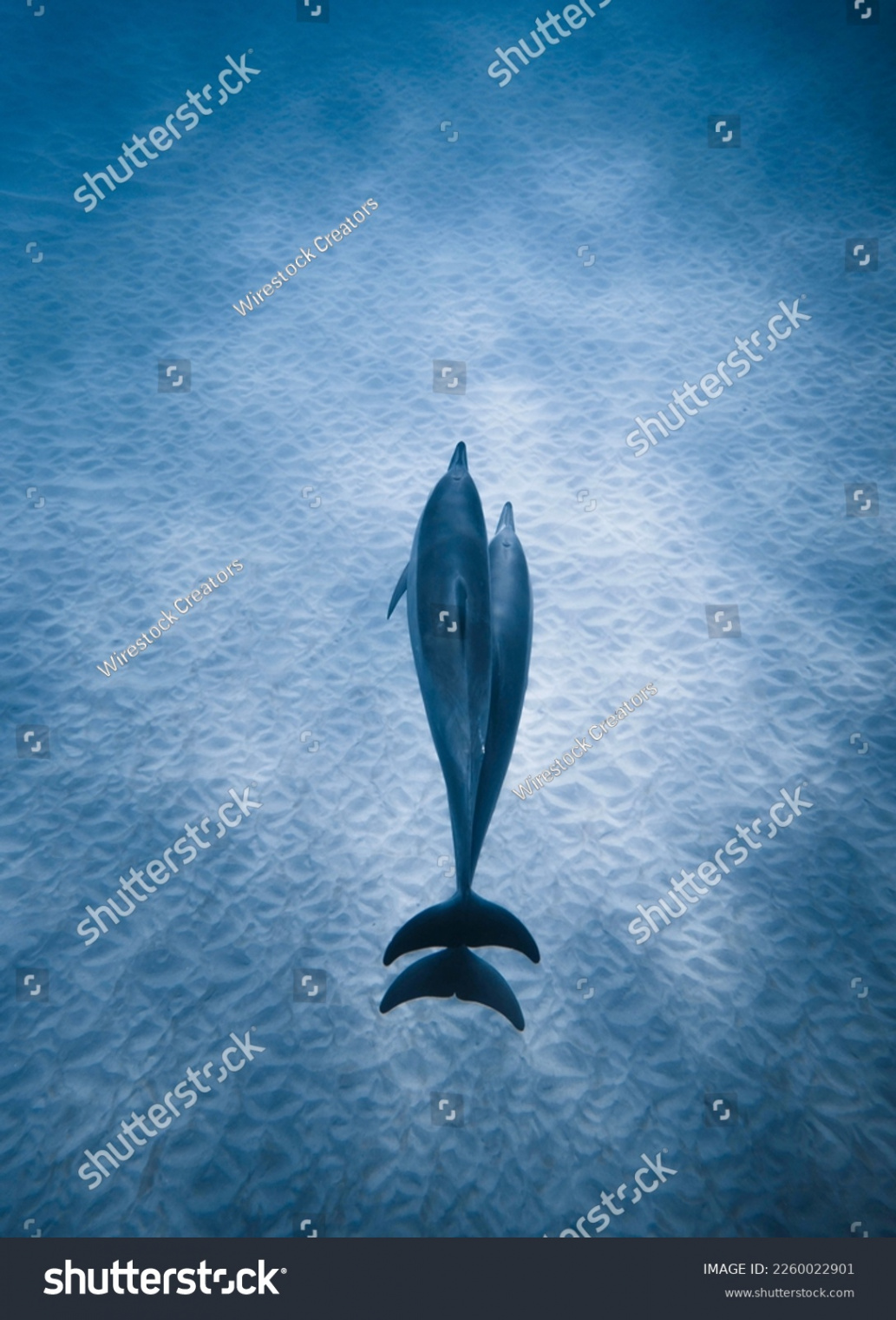 , Top View Dolphins Images, Stock Photos, D objects