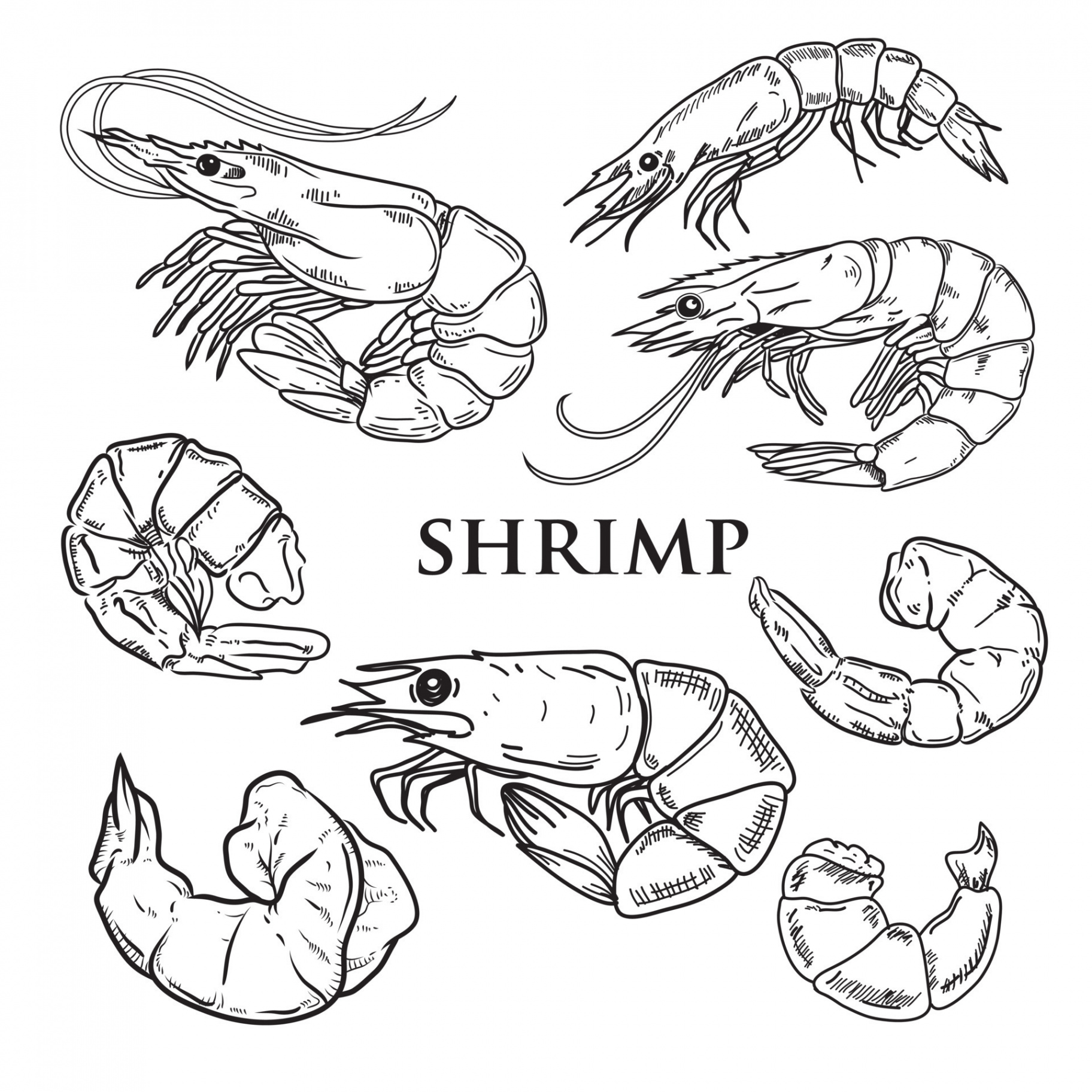 vector drawing black shrimps on a white background  Vector