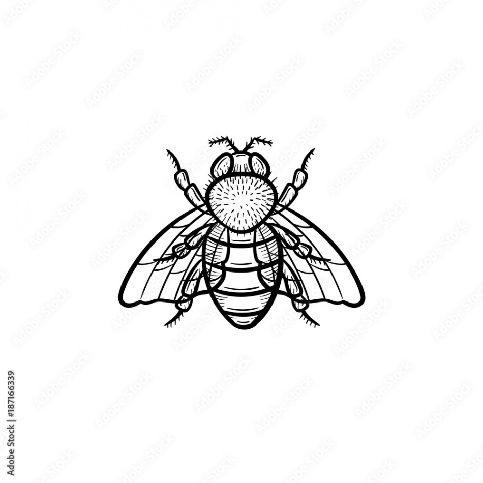 Vector hand drawn fly outline doodle icon