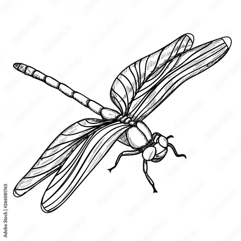 vector, isolated, insect, dragonfly sketch and lines Stock