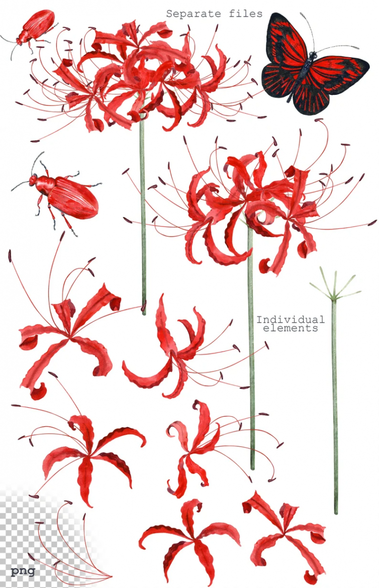 Watercolor Red Spider Lily Clipart, Floral Clipart, Handpainted