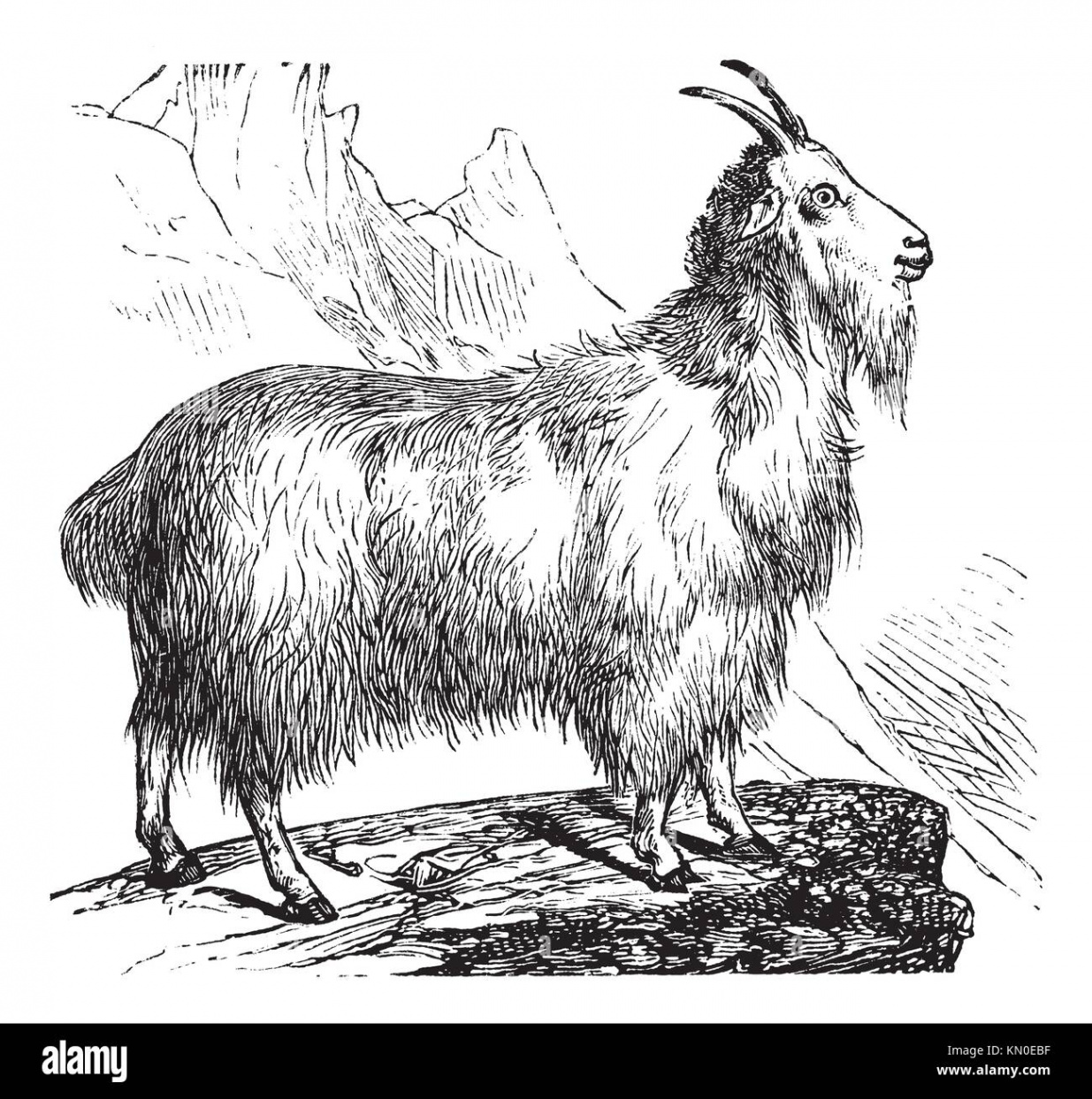 Wild Goat or Capra aegagrus, vintage engraving Old engraved