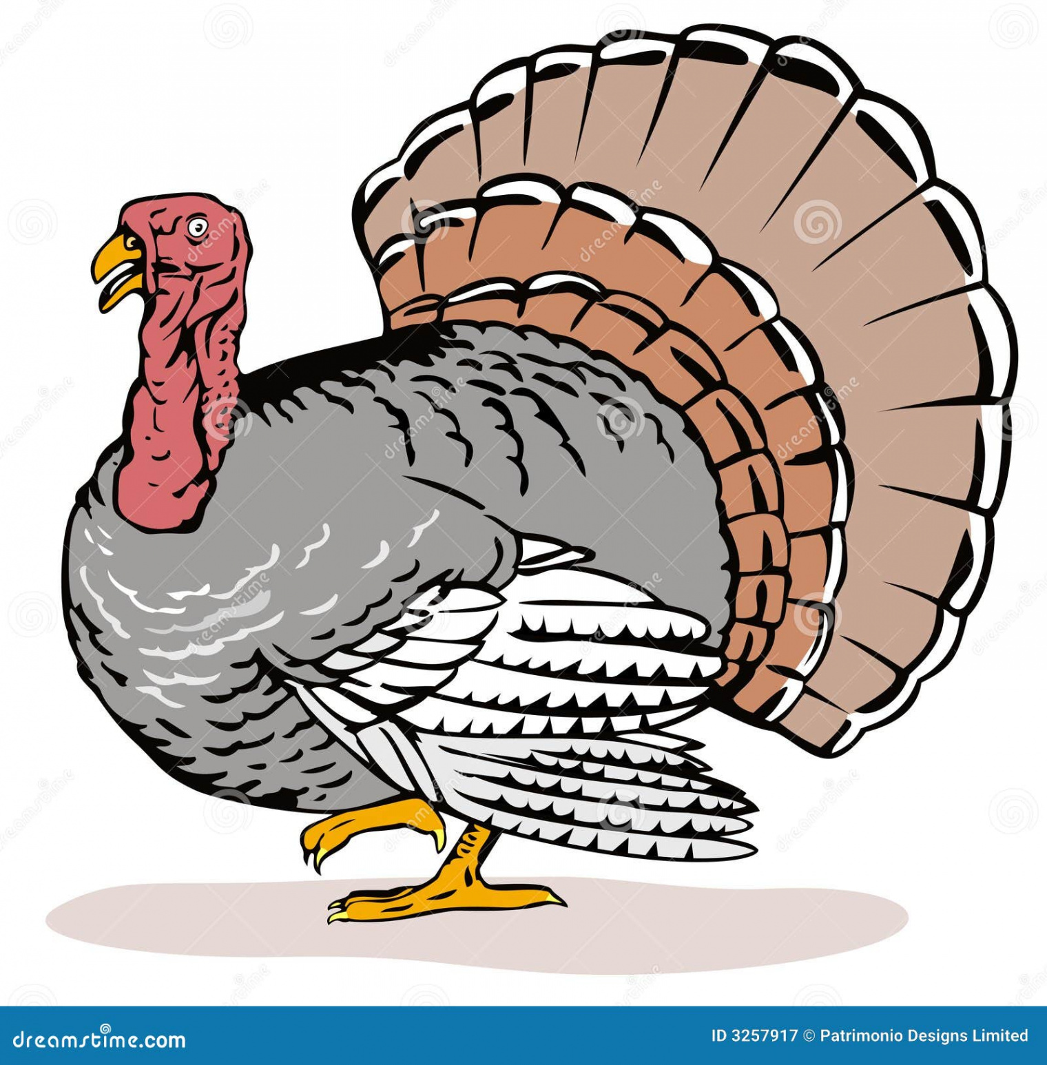 Wild Turkey Side View Stock Illustrations –  Wild Turkey Side