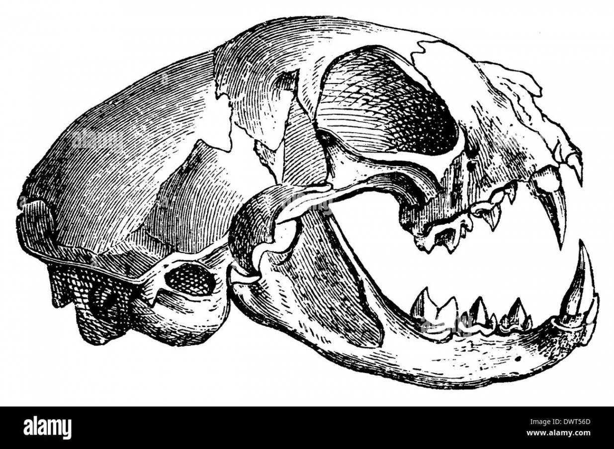 Wildcat, wild cat: skull Stock Photo - Alamy