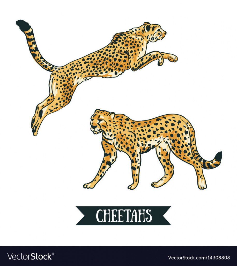 With leopard cheetah jumping animal hand drawn Vector Image