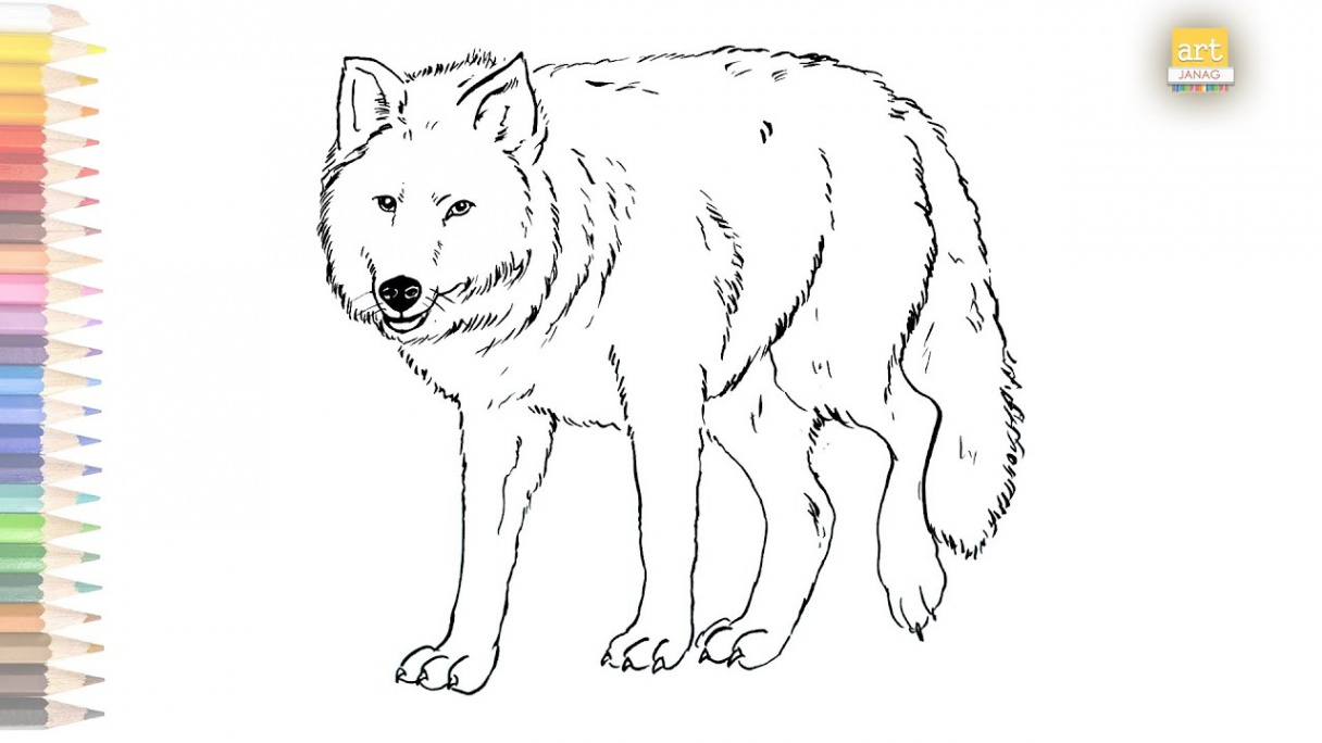 Wolf outline drawing  / How to draw A Wolf drawing step by step /  #artjanag