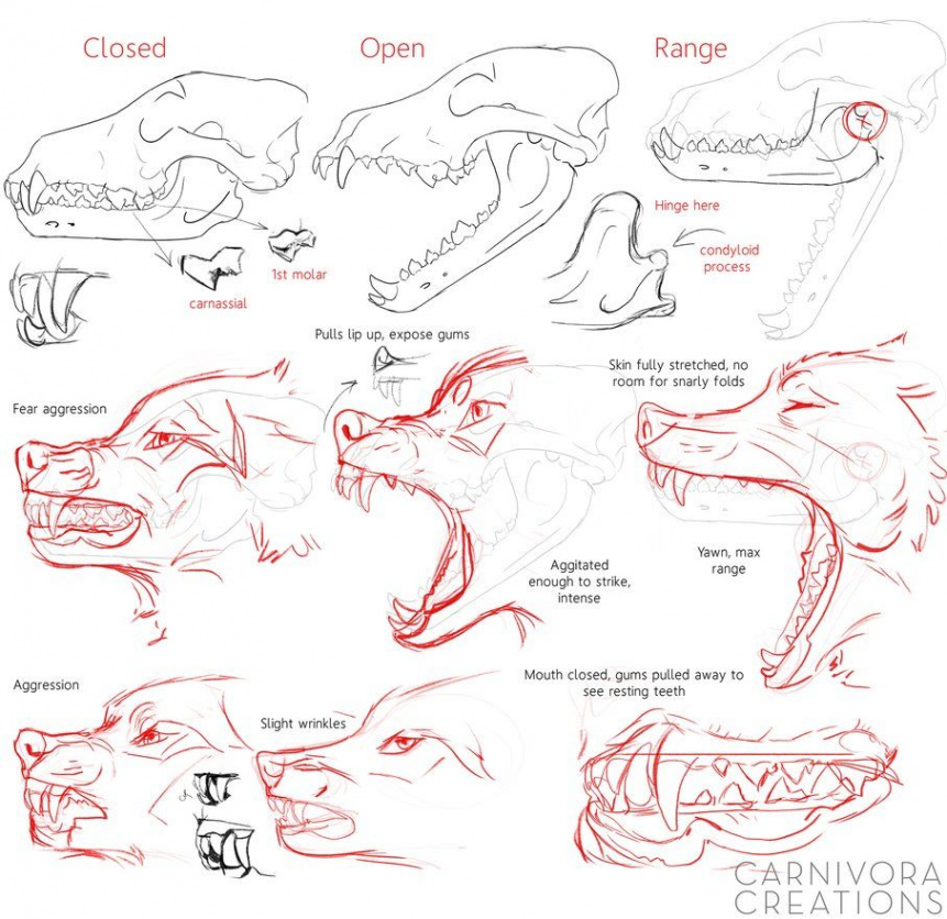 Wolf skulls and snarls reference by Chickenbusiness.deviantart