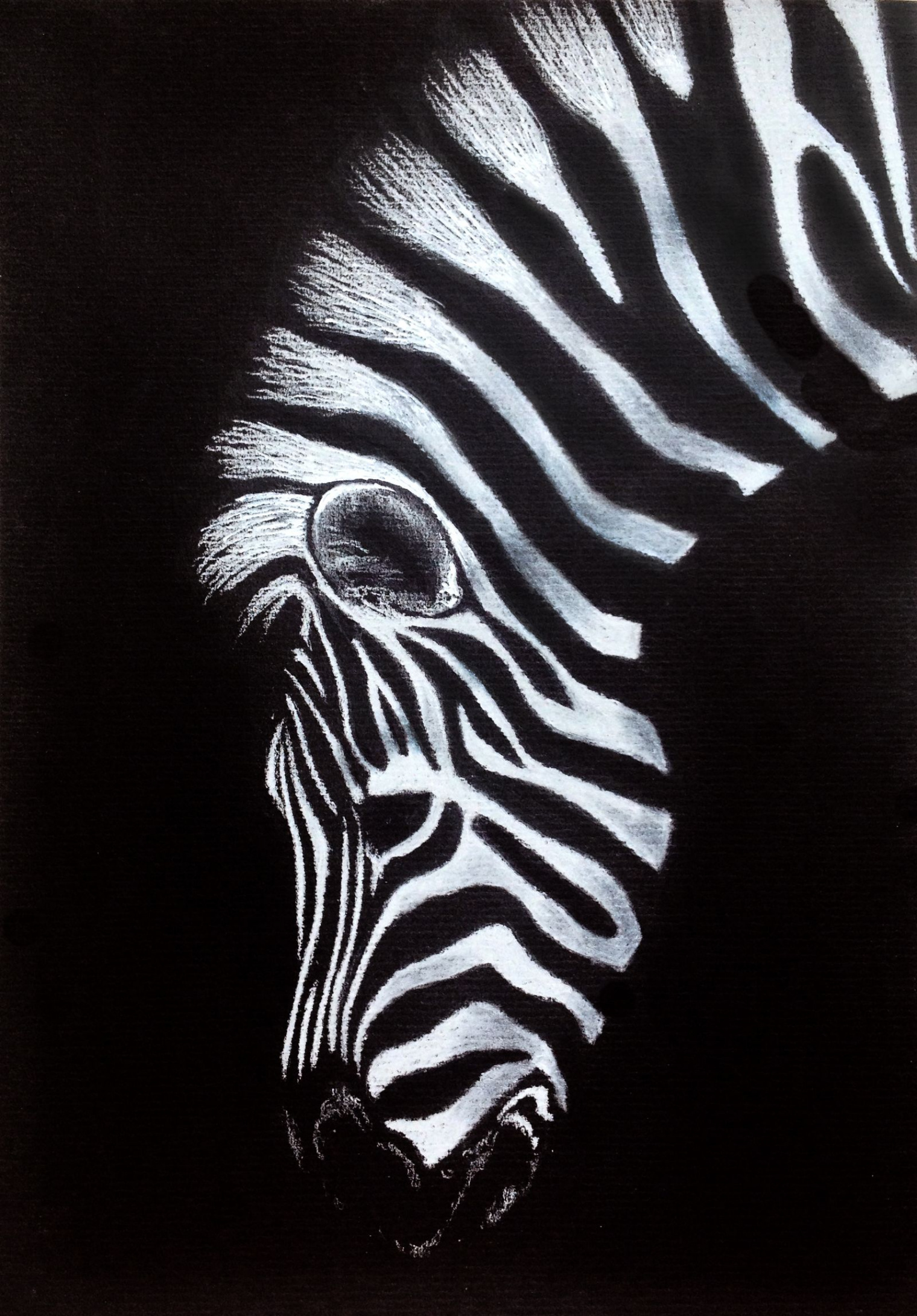 Zebra – drawing on black paper  Black paper drawing, Zebra